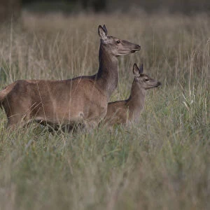 Red Deer -Cervus elaphus-, doe and calf, Copenhagen, Denmark