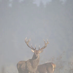Red Deer -Cervus elaphus- in fog, Unterallgaeu, Allgaeu, Bavaria, Germany, Europe