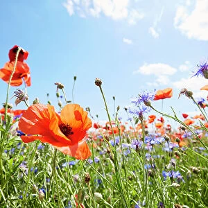 Red poppies and cornflowers on wild flower meadow against blue sky and sun