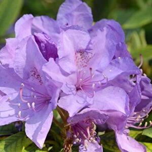 Rhododendron flower -Rhododendron sp. -, hybrid
