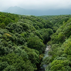 River and rainforest from above, Yakushima