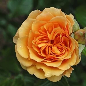 Rose -Rosa-, variety Amber Queen, flower with bud and raindrops