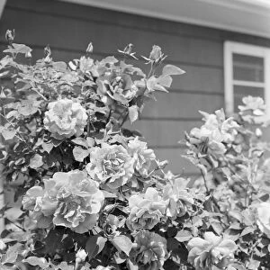 Roses growing outside house