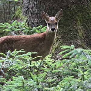 Row Deer -Capreolus capreolus-, fawn, about 7 weeks, in the forest between small spruce trees -Picea abies-, Allgau, Swabia, Bavaria, Germany
