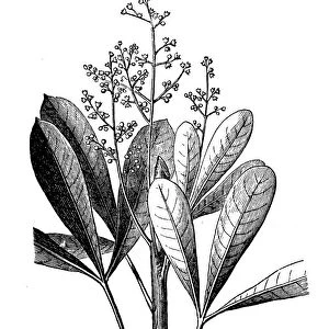 Rubber plant (Hevea guianensis)
