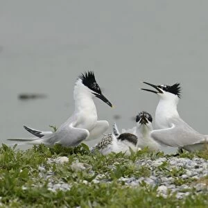 Sandwich Terns -Sterna sandvicensis-, in the breeding colony, Texel, The Netherlands, Europe