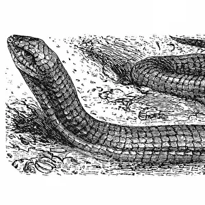 Scheltopusik, Sheltopusik, European legless lizard (Pseudopus apodus)