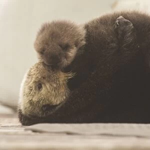 Nature & Wildlife Photographic Print Collection: Sea Otter