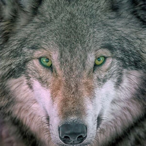 Nature & Wildlife Poster Print Collection: Grey Wolf