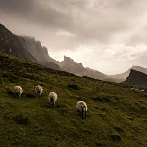 Five sheeps at Quiraing walk in the cloudy day