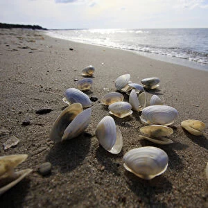 Shells on a Baltic Sea beach, Mecklenburg-Western Pomerania, Germany