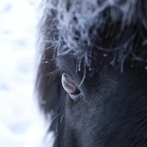 Shetland pony portrait