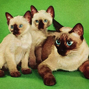 Siamese Cat and Two Kittens
