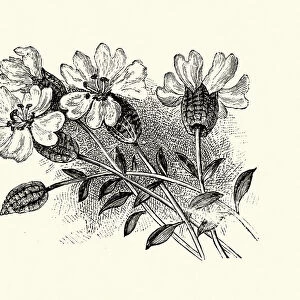 Silene uniflora, sea campion, Botanical art print