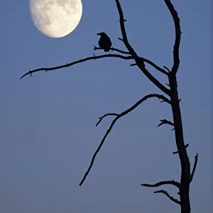 Silhouette of crows on a dead tree with moon in the sky, Baden-Wuerttemberg, Germany