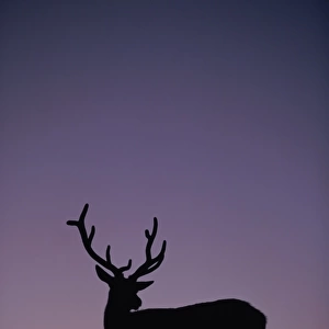 Silhouette of Elk, Rocky Mountain National Park