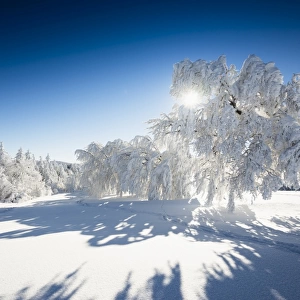 Snow-covered Beeches -Fagus sp. - and Firs -Abies sp. -, Mt Schauinsland, Freiburg im Breisgau, Black Forest, Baden-Wurttemberg, Germany