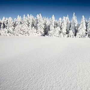 Snow-covered Firs -Abies sp. -, Mt Schauinsland, Freiburg im Breisgau, Black Forest, Baden-Wurttemberg, Germany