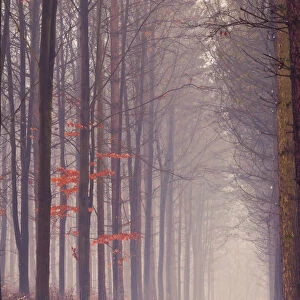 A snowy misty pathway leads through a English woodland