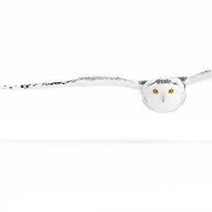 Snowy Owl Gliding