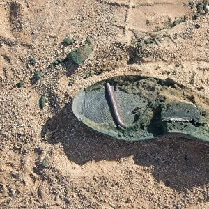 Sole of an old shoe lying in the sand, Sossusvlei, Namib Naukluft Park, Namibia