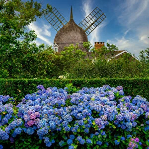 Southampton Summer Scenes with Windmill and Hydrangea in Bloom