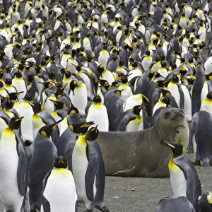 Southern elephant seal pup in king penguin rookery