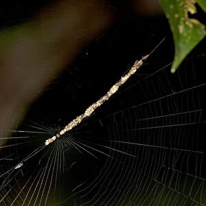 Spider, Cycosa species almost invisible in a diagonal web hanging made from prey remains and plant material, Tambopata National Reserve, Madre de Dios region, Peru