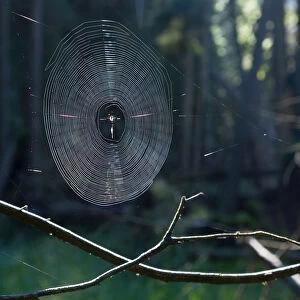 Spiderweb illuminated with sunshine in spruce forest
