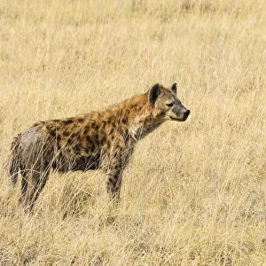 Spotted Hyena -Crocuta crocuta- standing in dry grass, Etosha National Park, Namibia