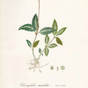 Spotted wintergreen botanical engraving 1843