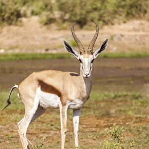 Springbok -Antidorcas marsupialis-, Kaokoland, Namibia