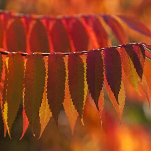 Staghorn Sumac -Rhus typhina-, autumnal foliage, Germany