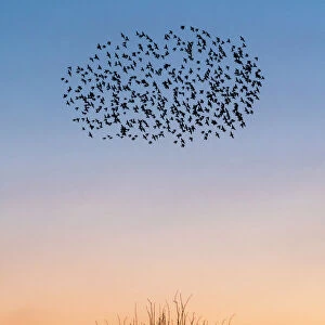 Beautiful Bird Species Jigsaw Puzzle Collection: Starling Murmurations