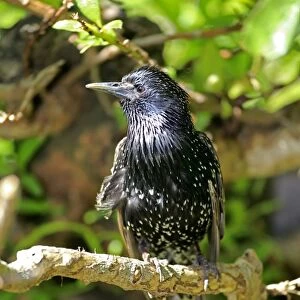 Starling -Sturnus vulgaris-, adult in breeding plumage, preched on a tree, Western Cape, South Africa