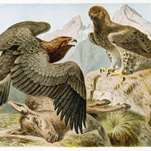 Stone eagle engraving 1892