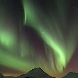 Strong Northern Lights above a snowy Norwegian landscape, Nakketvatnet, Tromso, ?Troms, Northern Norway, Norway