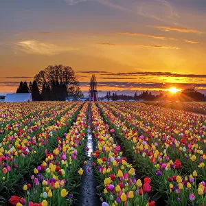 Sunset over tulip field