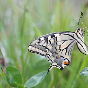 Swallowtail (Papilio machaon), underside, sitting in a meadow