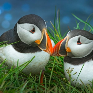 Sweet Puffin couple