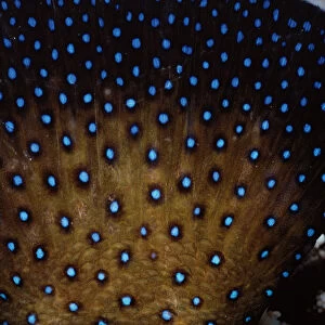 Tail of Peacock Grouper