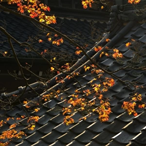 Temple roof detail and Japanese maple, Kyoto, Honshu, Japan