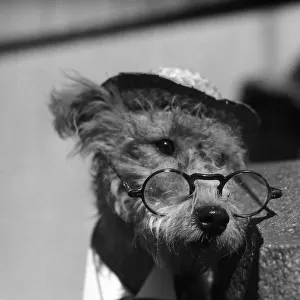 Terrier wearing hat and glasses