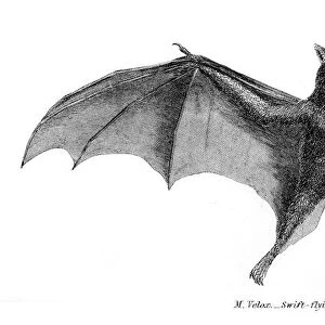 Thick tipped bat illustration 1803
