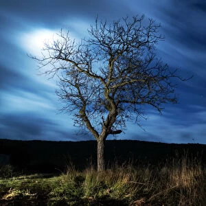 Tree in the night in the moonlight fills