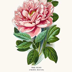 Botanical Illustrations Framed Print Collection: Flowers of Garden & Greenhouse