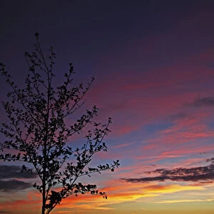 Tree silhouette against the evening sky, Mittelberg, Biberach an der Riss, Upper Swabia, Baden-Wurttemberg, Germany