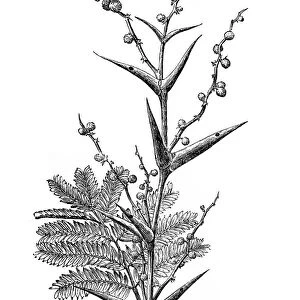 Vachellia sphaerocephala (bulls horn thorn or bee wattle)