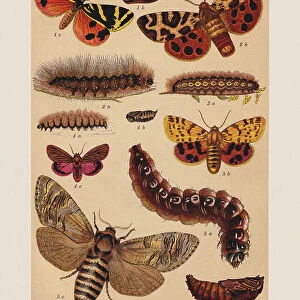 Various butterflies (Erebidae), chromolithograph, published in 1892