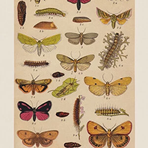 Various butterflies (Sesiidae, Zygaenidae, Noctuidae, Erebidae), chromolithograph, published in 1892